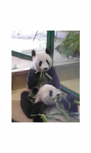 Pandas in Vienna Zoo